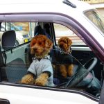 Sapporo,,japan,May,23,2018:,View,Of,Two,Cute,Poodle,Dogs