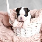 A,Tiny,Boston,Terrier,Puppy,Sitting,In,A,White,Basket