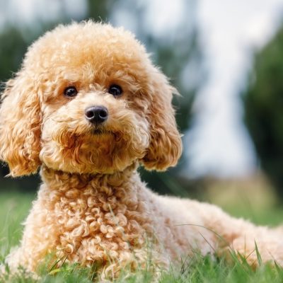 Poodle,On,The,Grass.,Dog,In,Nature.,Dog,Of,The