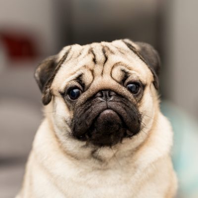 Cute,Dog,Pug,Breed,Have,A,Question,And,Making,Funny